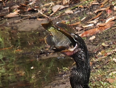 [A close view of the head and upper neck of the anhinga shows the upper and lower fins of the fish as well as most of the body still outside of the anhinga's throat. The head and mouth portion of the fish are in the throat and gullet of the anhinga.]